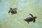 Baby sea turtles swimming and catching food