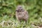 Baby seagull