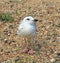 Baby seagull on beach