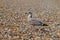 Baby seagull on the beach