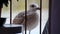 Baby seagull colour grey and white seating and looking on both sides for some food, observed from balcony