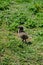 Baby Seagull at Kabushima Shrine in North East Japan