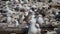 Baby seagull soar in the habitat at Kaikoura Beach, South Island