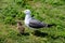 Baby Seagull walks with her mother
