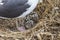Baby Seagulls Anacapa Island California