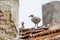 Baby seagulls on the tiled roof 3