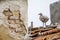 Baby seagulls on the tiled roof 4