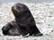 Baby seal in Antarctica
