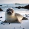Baby seal on the beach at sunrise, north pole wildlife marine nature wallpaper, generative ai