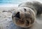 Baby seal close up