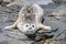 Baby seal-  cute young spotted seal taking a sun bath
