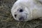 Baby Seal looking in the camera