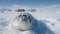 Baby seal muzzle towards the camera. Antarctica.