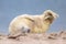 baby seal puppy bent of laughter