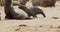 Baby seal is running to its mother, big seal colony, Cape Cross, Namibia, 4k