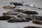 Baby Seal in the sand at Children\'s Pool Beach - Pacific Harbor Seal