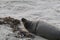 Baby Seal in the sand at Children\\\'s Pool Beach - Pacific Harbor Seal