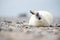 Baby seal waving