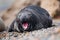 Baby Seal Yawning