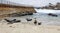 Baby Seals and Sea Lions at La Jolla Cove Children`s Beach