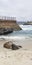 Baby Seals and Sea Lions at La Jolla Cove Children`s Beach