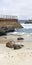 Baby Seals and Sea Lions at La Jolla Cove Children`s Beach