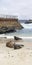 Baby Seals and Sea Lions at La Jolla Cove Children`s Beach