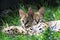 Baby serval cats in grass