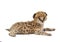 Baby serval isolated