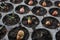 Baby shallots growing up, small green plants in a nursery tray.