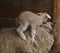 Baby sheep climbing mother