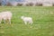 Baby sheep and family in farm, meadow in spring