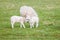 Baby sheep and family in farm, meadow in spring