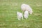 Baby sheep and family in farm, meadow in spring