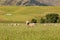 Baby sheep farm over glass field, New Zealand