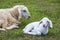 Baby sheep on grass