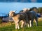 Baby sheep @ Omana regional park, New Zealand