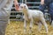 Baby Sheep, Rural Exhibition, Montevideo, Uruguay