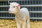 Baby Sheep, Rural Exhibition, Montevideo, Uruguay