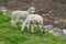 Baby sheeps in the farm land