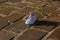 Baby shoe on sidewalk in Paris, France, Europe.