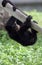 Baby Siamang Gibbon