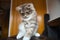 Baby Siberian cat sitting on a chair, wants to have some fun, perfect cat picture for a background. Fluffy Cat. Hypoallergenic Cat