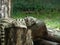 Baby siberian tiger resting on tree trunk