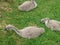 Baby signets eating seeds I gave them.