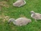 Baby signets eating seeds I gave them.