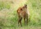 Baby the sika deer Cervus nippon