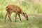 Baby the sika deer Cervus nippon