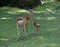 Baby Sika Deer and Mum