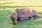 Baby Sika deer resting